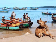 Lifestyle - Việt Nam có "quốc khuyển" thuộc hàng đắt nhất thế giới: Sở hữu đặc điểm hiếm có chỉ thấy ở 3 trong số 1000 giống chó