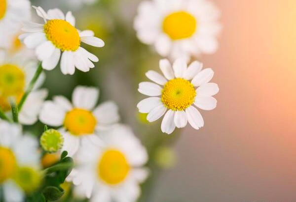 3 điều càng dám làm, bạn càng có nhiều phước lành may mắn - 2