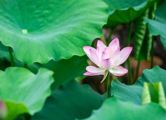 Cuộc sống một người ở tuổi trung niên có tốt hay không, cứ nhìn 3 điểm này là rõ - 2