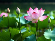 Eva tám - Phong thủy tốt nhất của một gia đình không phải quan hệ rộng hay giàu có mà là 3 thói quen tốt này