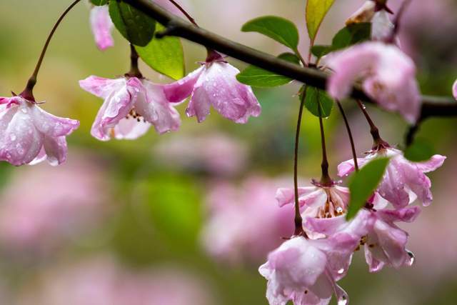 Cuộc sống như cơn mưa, người khôn ngoan cầm ô và tiến về phía trước - 1
