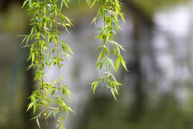 Cuộc sống như cơn mưa, người khôn ngoan cầm ô và tiến về phía trước - 2