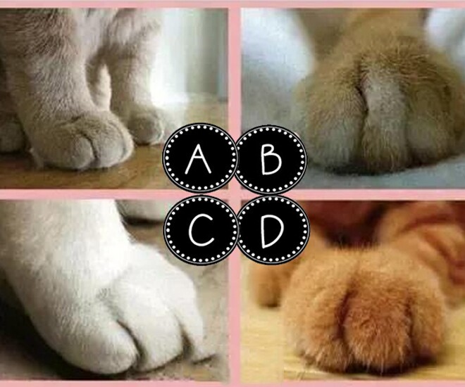 Trắc nghiệm tâm lý: Bạn thấy bàn chân mèo nào đáng yêu nhất? - 1