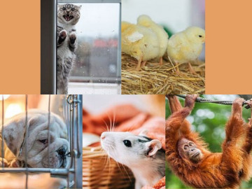 Trắc nghiệm tâm lý: Chọn một con vật theo trực giác của bạn