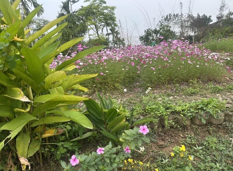 MC Trần Quang Minh cũng thốt lên: “Hoa bướm kìa”, Vũ Thanh Hường thích thú chia sẻ: “Cả vườn luôn. Tha hồ đuổi bướm”.