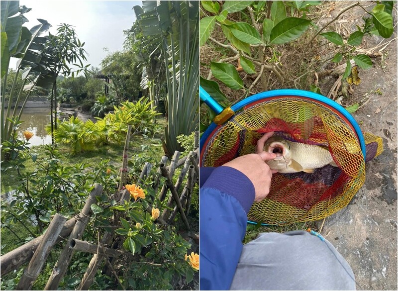 Khuôn viên ngôi nhà cũng có cả ao cá. Mỗi khi về quê, gia đình cô có thể câu cá, hái rau để có bữa ăn sạch.