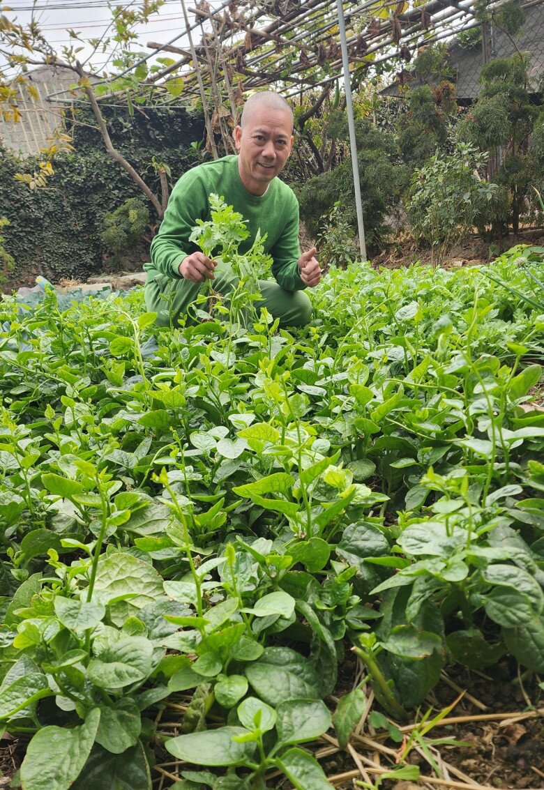 Trong bộ đồ xanh đồng điệu với khu vườn, đạo diễn Làng ế vợ cặm cụi hái rau cải cúc, rau mồng tơi tươi tốt. Đất vườn màu mỡ, các luống rau được trồng thẳng hàng, chăm sóc kỹ lưỡng.