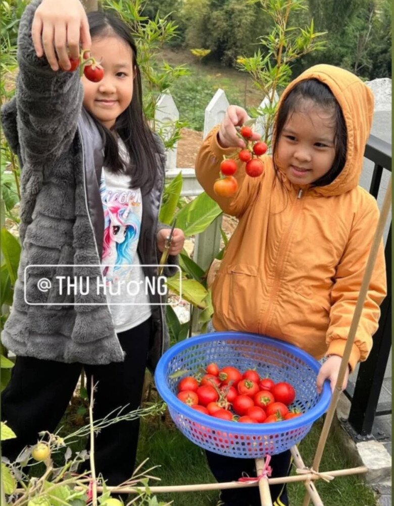 Bé Gà - con gái cô và người bạn nhỏ háo hức khoe rổ cà chua chín, thành quả sau những ngày cùng mẹ chăm bón khu vườn.