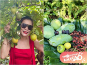 Nhà đẹp - Nữ ca sĩ sở hữu khu vườn 10.000m2 ở TP.HCM thu hoạch cây trái đã đời, là "tài sản" của chồng