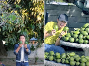 Tuyệt diệu cụ bơ cổ thụ trong vườn nhà của danh hài Vân Sơn, mẹ ruột Hồng Đào mê mệt vì quá ngon