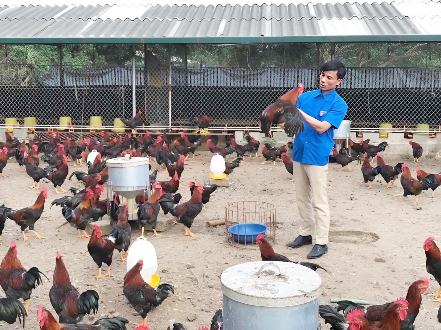Anh Giang đổi đời nhờ nuôi gà ri