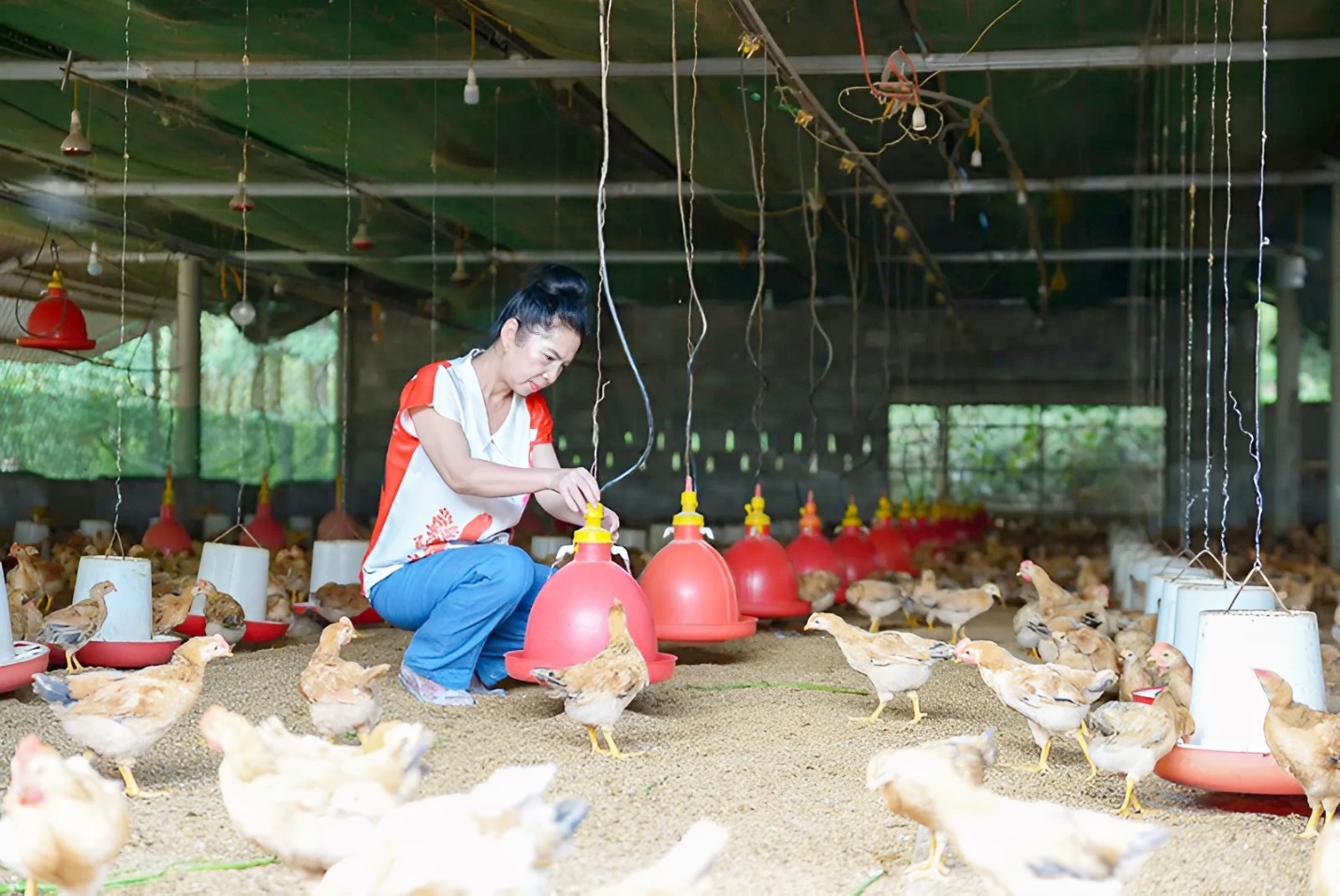 Chị Vân thành công với mô hình nuôi gà ri
