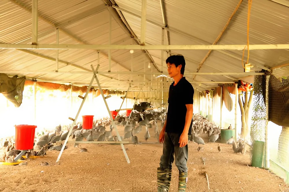 Anh Thuân thành công khi nuôi gà sao