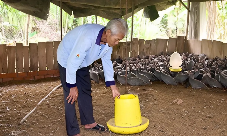 Ông Đen có thu nhập ổn định nhờ nuôi gà sao