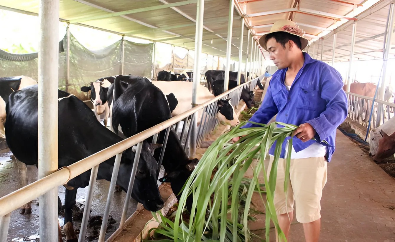 Anh Cương có đàn bò sữa lớn, cho năng suất cao và thu nhập hàng tỷ đồng sau nhiều năm chăm sóc