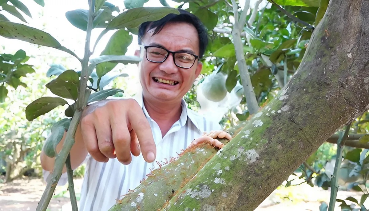 Anh Tuấn thành công khi nuôi kiến vàng phòng sâu hại cho cây trồng