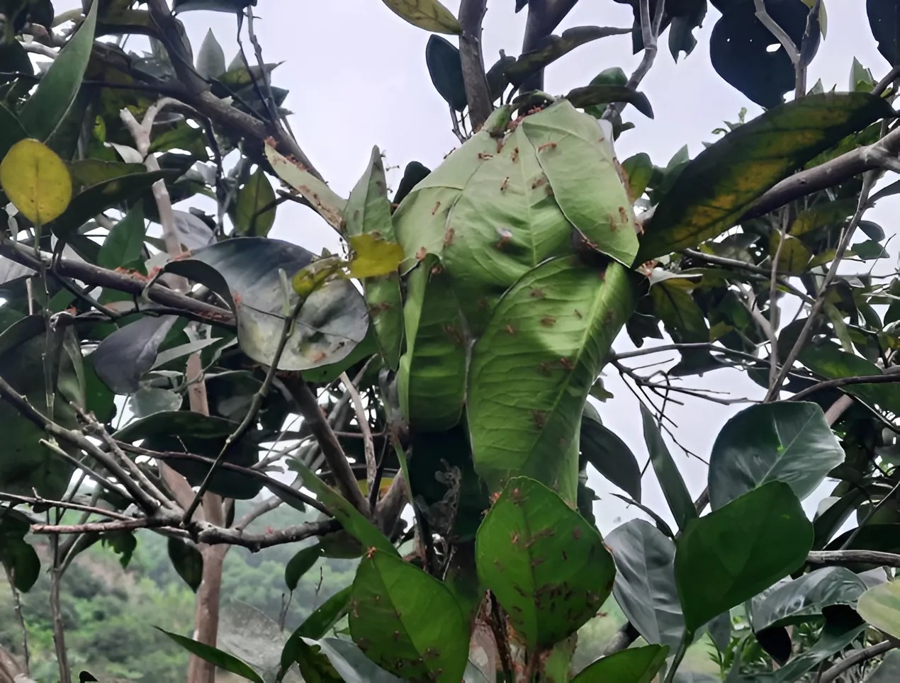 Kiến vàng làm tổ ngay trên cây, không tốn công chăm sóc