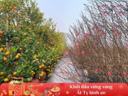 Tin tức - Thủ phủ đào quất Hà Nội sẵn sàng đón Tết, có vườn đã được đặt trước hơn nửa, nông dân không “hét giá” để thu lời 