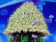 Tin tức - Cận cảnh chậu hoa lan hồ điệp dát vàng, đính kim cương rao bán gần 4 tỷ đồng