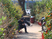 Tin tức - Dân buôn ngồi lướt điện thoại, đào quất Tết ế chỏng ế chơ