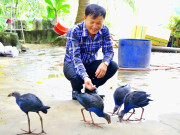 Tin tức - Nuôi loài chim đẹp nhưng “đanh đá”, biết giữ nhà như loài chó, anh nông dân bỏ túi 400 triệu đồng/năm