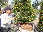 Tin tức - Thu nhập của "người chở mùa xuân" giảm mạnh vụ Tết