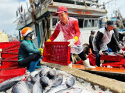 Tin tức - Ngư dân Quảng Ngãi bội thu chuyến biển ngày giáp Tết