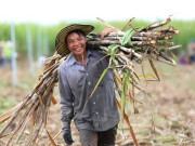 Tin tức - Mạnh dạn chuyển hướng trồng loại cây “trăm đốt” ngọt lịm, anh nông dân nhẹ nhàng bỏ túi gần 2 tỷ đồng/năm