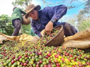 Tiêu dùng - Giá cà phê hôm nay 14-2: Đỉnh điểm "100 năm mới có 1 lần"
