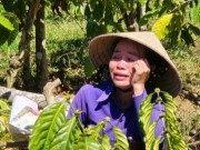 Tin tức - Anh rể phá vườn cà phê để em vợ... cho quan hệ tình cảm?