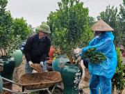 Tin tức - Người dân Tứ Liên trồng quất cảnh dưới mưa rét