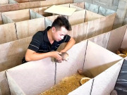 Tin tức - Nuôi loài đặc sản ít người biết lại khó thuần, chỉ thích ngủ ngày cày đêm, anh nông dân bỏ túi 6 tỷ đồng/năm 
