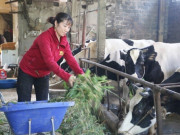 Tin tức - Từ 2 bàn tay trắng, chị nông dân đầu tư nuôi “cỗ máy” sữa mắn đẻ, nhẹ nhàng bỏ túi 8 tỷ đồng/năm