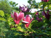 Sức khỏe - 4 loài hoa mùa xuân làm thuốc