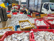 Tin tức - Hai ngày ra khơi, ngư dân Hà Tĩnh trúng đậm hải sản, thu nhập hàng chục triệu đồng