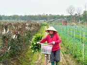 Tin tức - Người dân vựa hoa lớn nhất Hà Nội tất bật cho ngày Quốc tế Phụ nữ 8/3