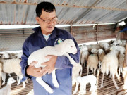 Tin tức - Nuôi loài hiền lành nhanh lớn, sống kham khổ và chịu nóng cực tốt, anh nông dân thu lãi 400 triệu đồng/năm