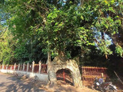 Tin tức - Độc đáo rễ cây đa ôm hai cổng đình hơn 200 năm ở Bình Dương