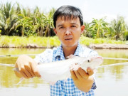 Nuôi loài da trắng thịt thơm lại đẻ sòn sòn, anh nông dân Sóc Trăng "ngồi rung đùi" thu tiền tỷ hàng năm