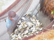 Tiêu dùng - Độc lạ Cà Mau: "Vần công" chụp đìa thu hoạch cá, tôm