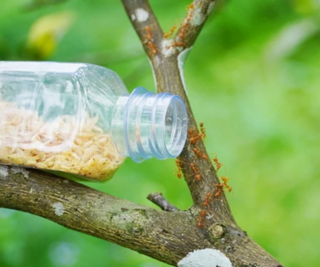 Kiến vàng như một loài “vệ sĩ” giúp bảo vệ cây trồng khỏi sâu hại, côn trùng