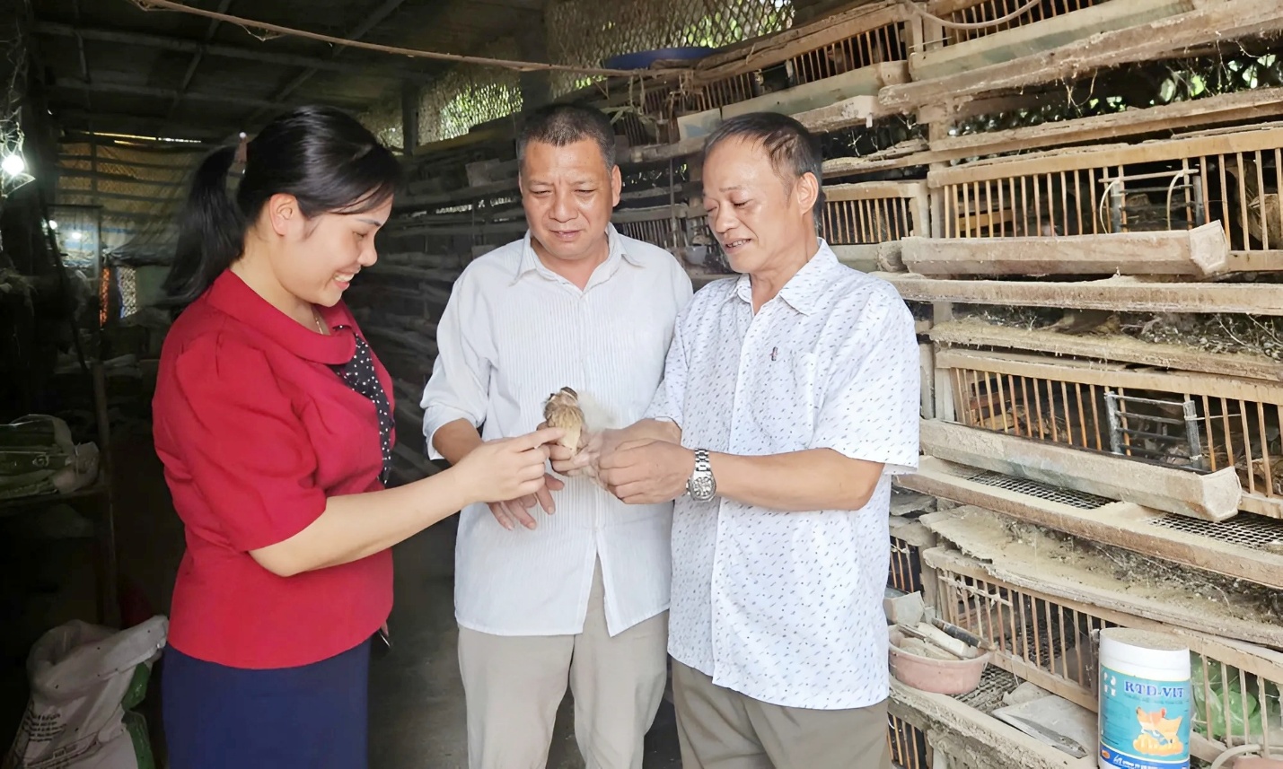 Ông Dậu thành công với mô hình nuôi chim cút