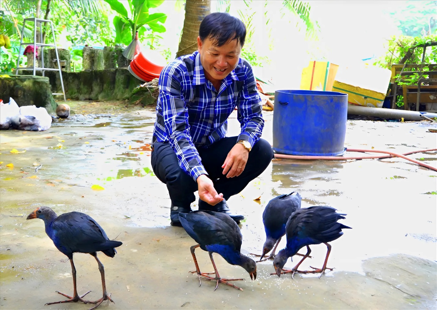 Nuôi chim trích cồ cho thu nhập cao ngay tại vườn nhà