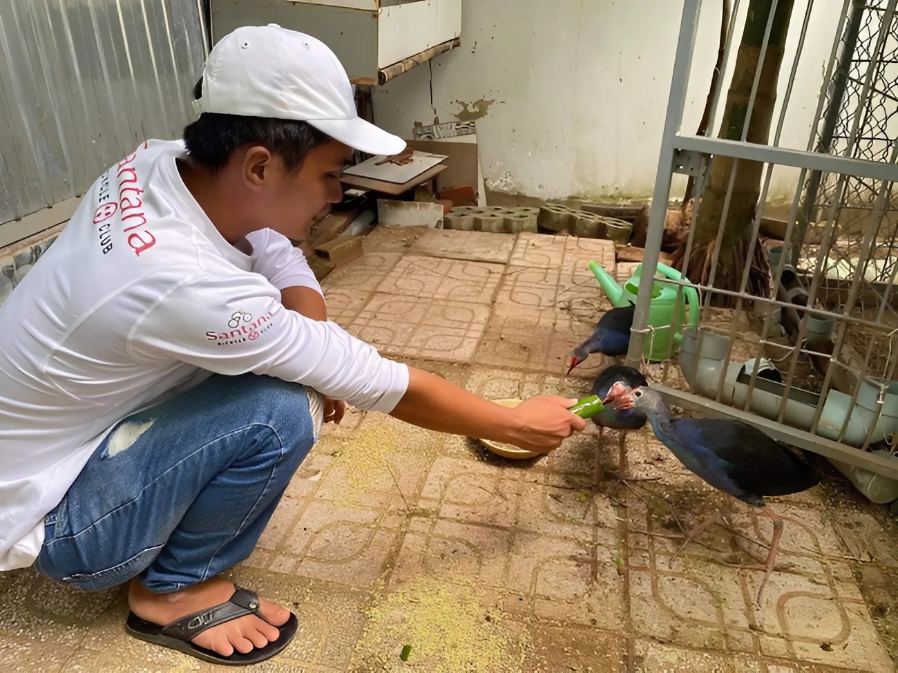 Nhiều hộ nông dân nuôi chim trích cồ ngay tại vườn nhà