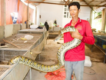 Nuôi loài nhìn sợ khiếp vía, lầm lì không phát ra âm thanh, anh nông dân nhẹ nhàng bỏ túi 400 triệu đồng/năm