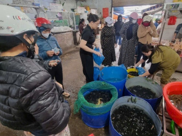 Ngày rằm tháng Giêng, hàng cá phóng sinh đông nghịt, người mua không thèm mặc cả