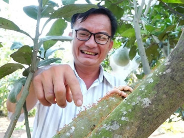 Nuôi loài tí hon làm vệ sĩ cho cây ăn quả, anh nông dân nhàn tênh, bỏ túi hàng trăm triệu đồng mỗi năm