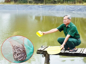 Đánh liều nuôi loài đặc sản thích sống theo đàn, sinh sản nhanh, ông nông dân Cà Mau thu lãi 600 triệu đồng/năm