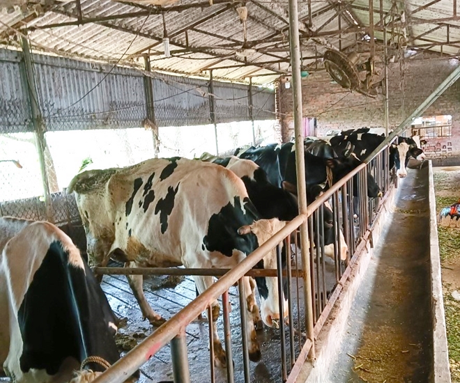 Bò sữa là con vật nuôi cho giá trị thành phẩm cao với thị trường tiêu thụ đầy tiềm năng