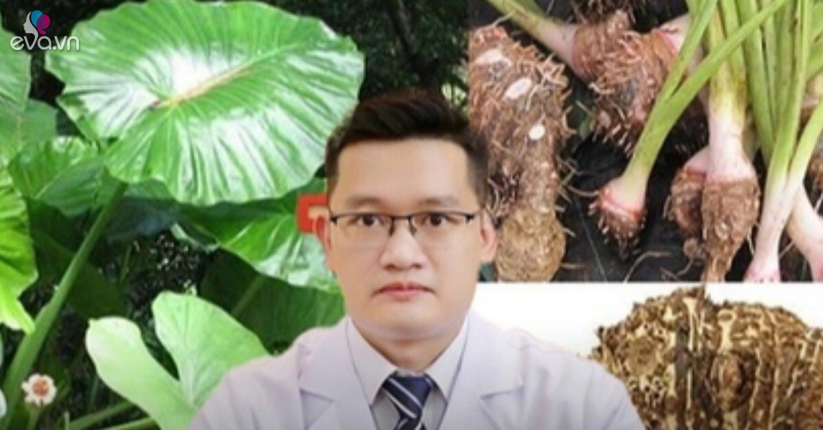 Thực hư việc dùng củ ráy để chữa bệnh xương khớp